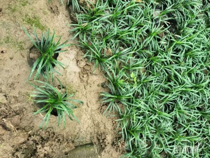 高度10厘米玉龙草