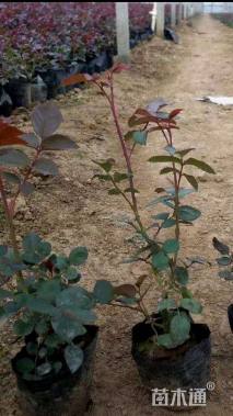 高度25厘米月季