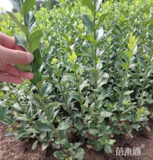 高度60厘米大叶黄杨