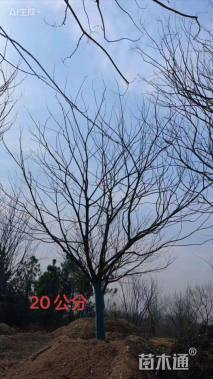 22公分朴树