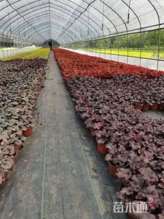 高度15厘米矾根