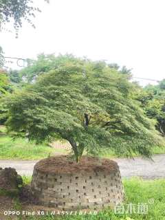 高度260厘米羽毛枫