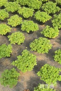 高度15厘米碰碰香