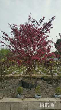 高度400厘米红花继木