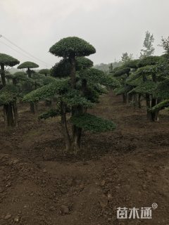 1公分对节白蜡