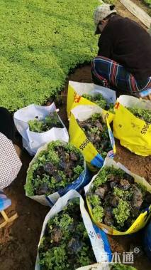 高度20厘米白三叶