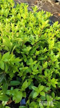 高度20厘米满天星