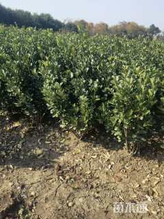 高度55厘米大叶黄杨