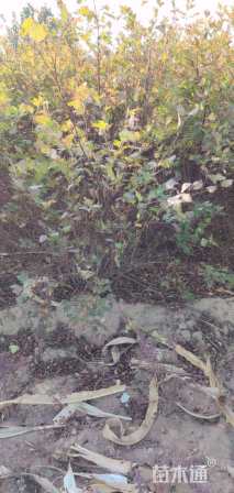 高度200厘米金叶风箱果