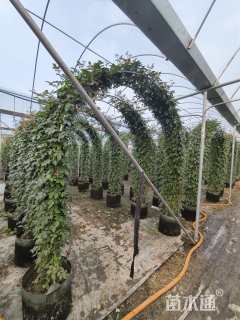 高度300厘米月季