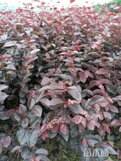 高度40厘米红花继木