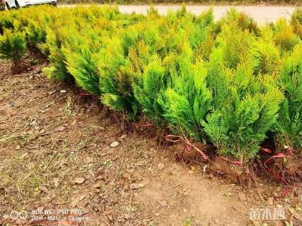 高度30厘米洒金柏