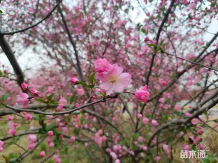 12公分垂丝海棠