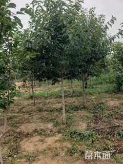 5公分染井吉野樱