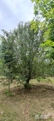 12公分西府海棠