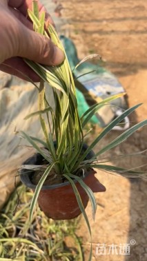 高度20厘米金边麦冬