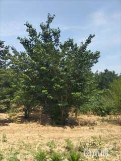 高度300厘米丛生紫荆