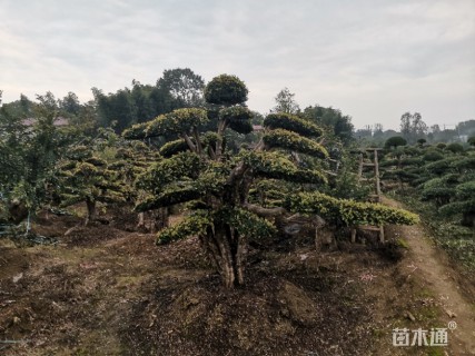 25公分造型榆树