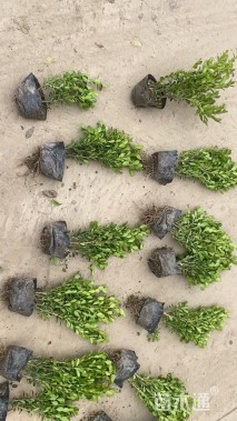 高度40厘米瓜子黄杨