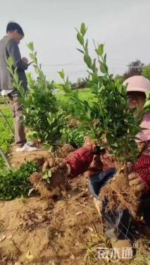 高度60厘米大叶黄杨