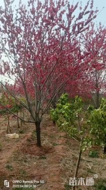 15公分红叶碧桃