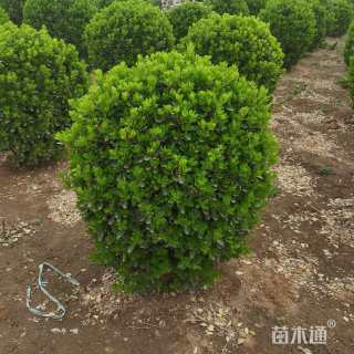 冠幅90厘米大叶黄杨球