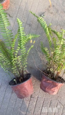 高度25厘米肾蕨