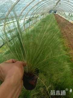 高度25厘米墨西哥羽毛草
