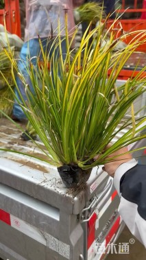 高度30厘米金线菖蒲