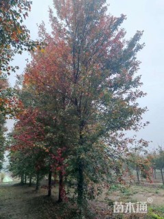 24公分美国红枫