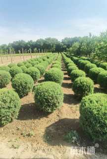 高度80厘米柏树球