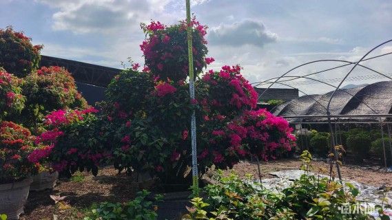 15公分造型三角梅