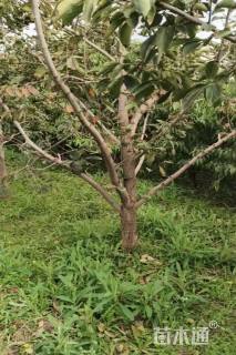 15公分柿树