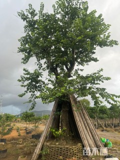 高度700厘米紫荆