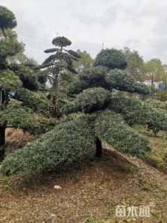 移栽苗造型罗汉松