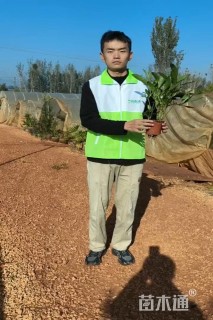 高度30厘米翠芦莉