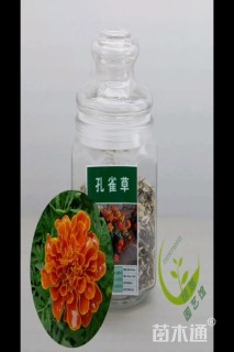 孔雀草种子孔雀草种子