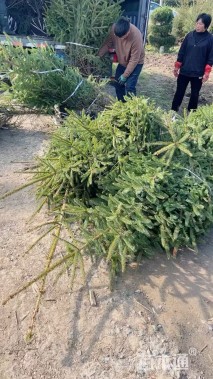 高度230厘米云杉