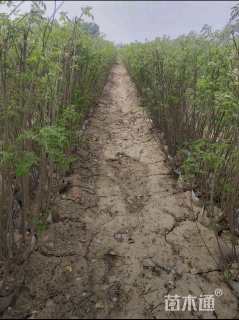 高度250厘米紫穗槐