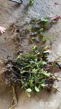 高度40厘米红叶石楠小苗