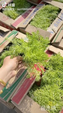 高度15厘米黄金条