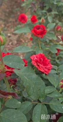 高度1.2厘米棒棒糖月季