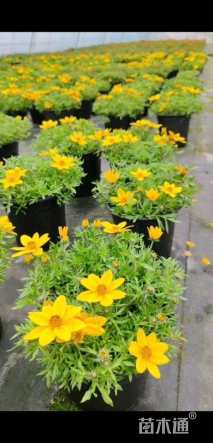 高度10厘米鬼针草