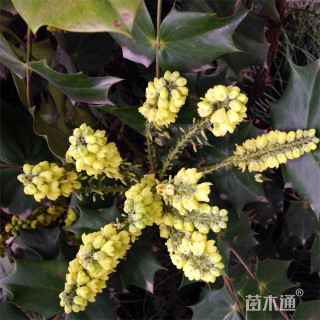 高度30厘米狭叶十大功劳小苗