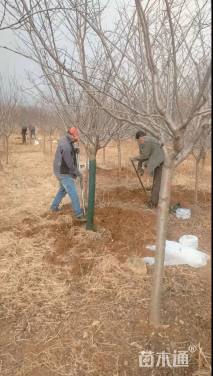 8公分福建山樱花