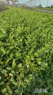 高度50厘米花叶蔓长春