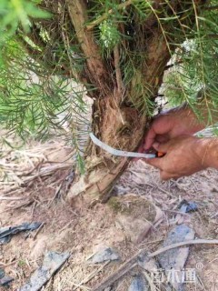 高度200厘米澳洲茶