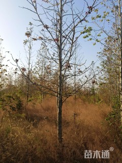 10公分北美枫香