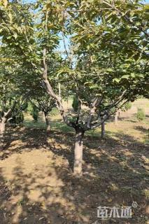 14公分日本晚樱