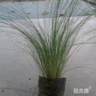 高度36厘米细叶芒